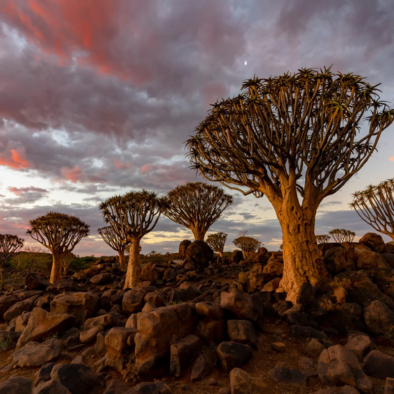 https://the100countriesclub.com/wp-content/uploads/2026/07/africa.webp