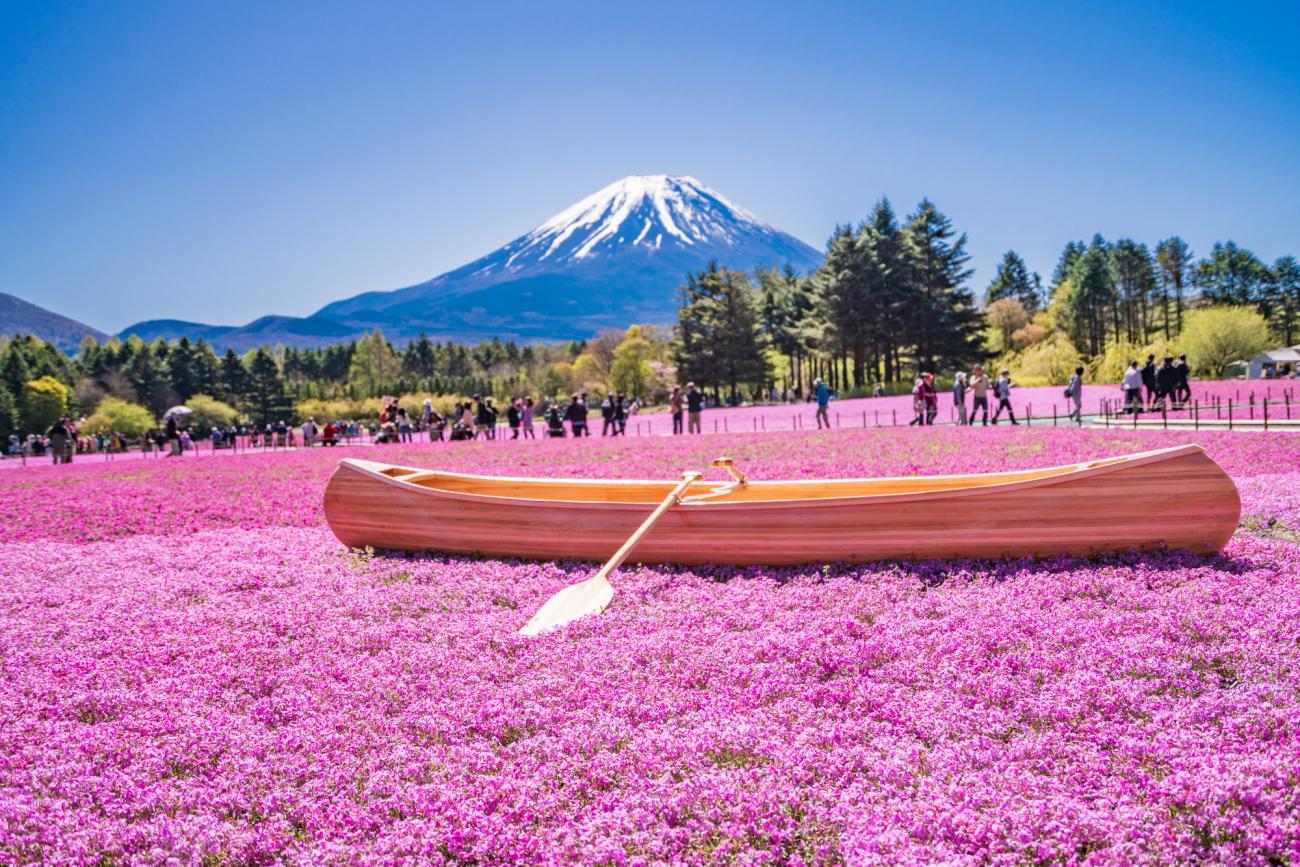 Is the Sakura Bloom Actually Worth It? An Honest Guide to Japan’s Cherry Blossom Season
